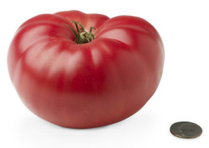 tomato